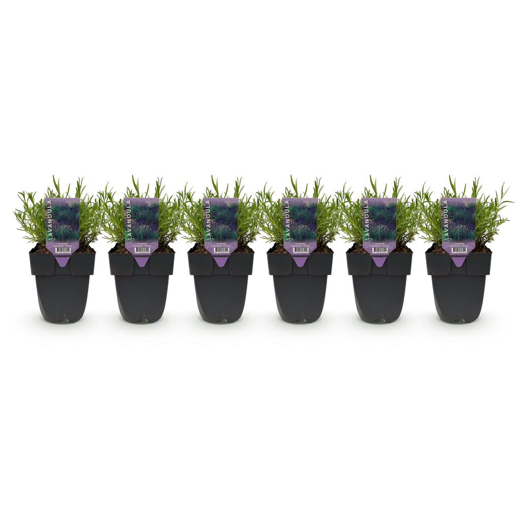 Heckenpflanzen, Lavandula angustifolia Hidcote, graues Blatt, 6 Pflanzen, 1 laufender Meter, immergrün, Topf 17 cm 30 cm