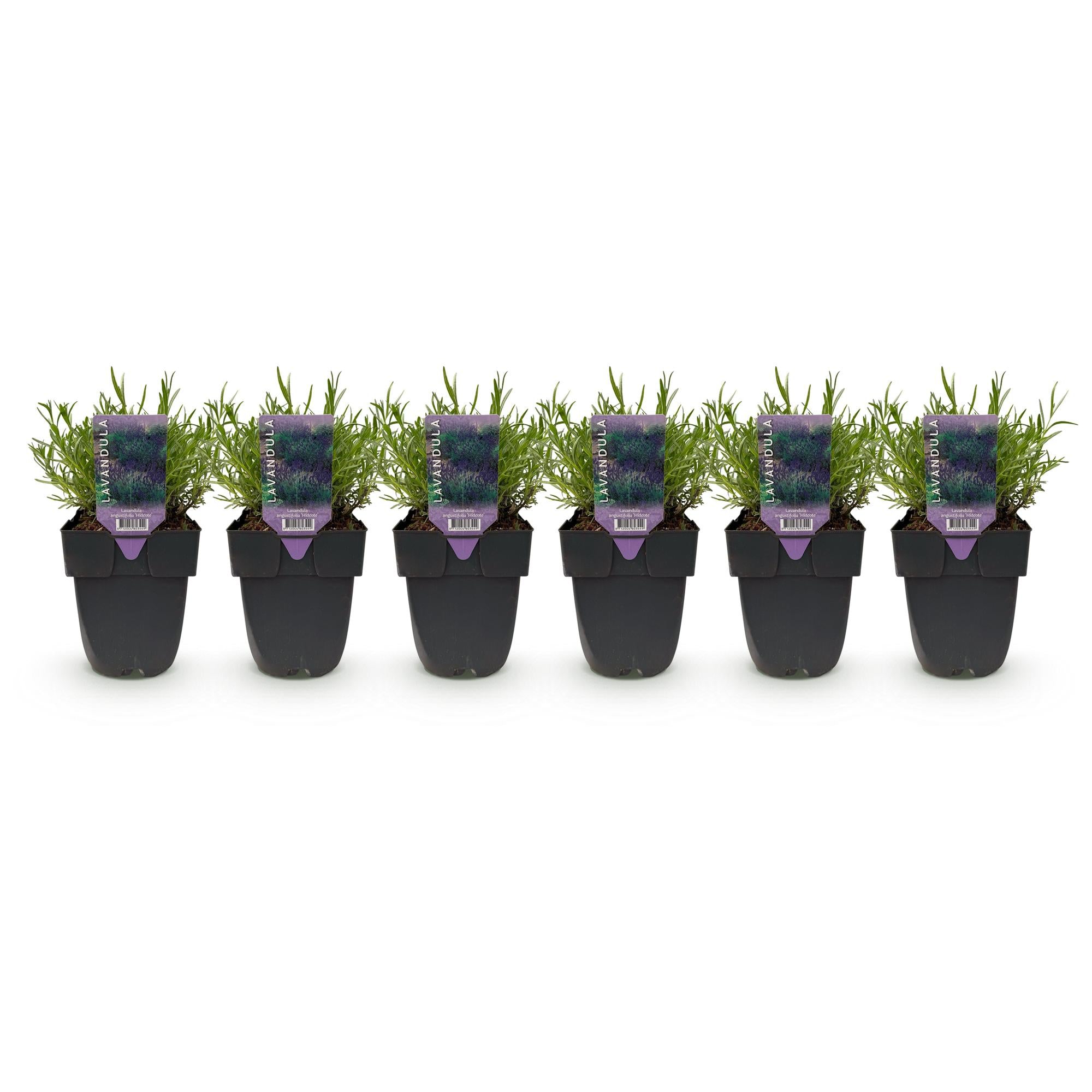 Heckenpflanzen, Lavandula angustifolia Hidcote, graues Blatt, 6 Pflanzen, 1 laufender Meter, immergrün, Topf 17 cm 30 cm