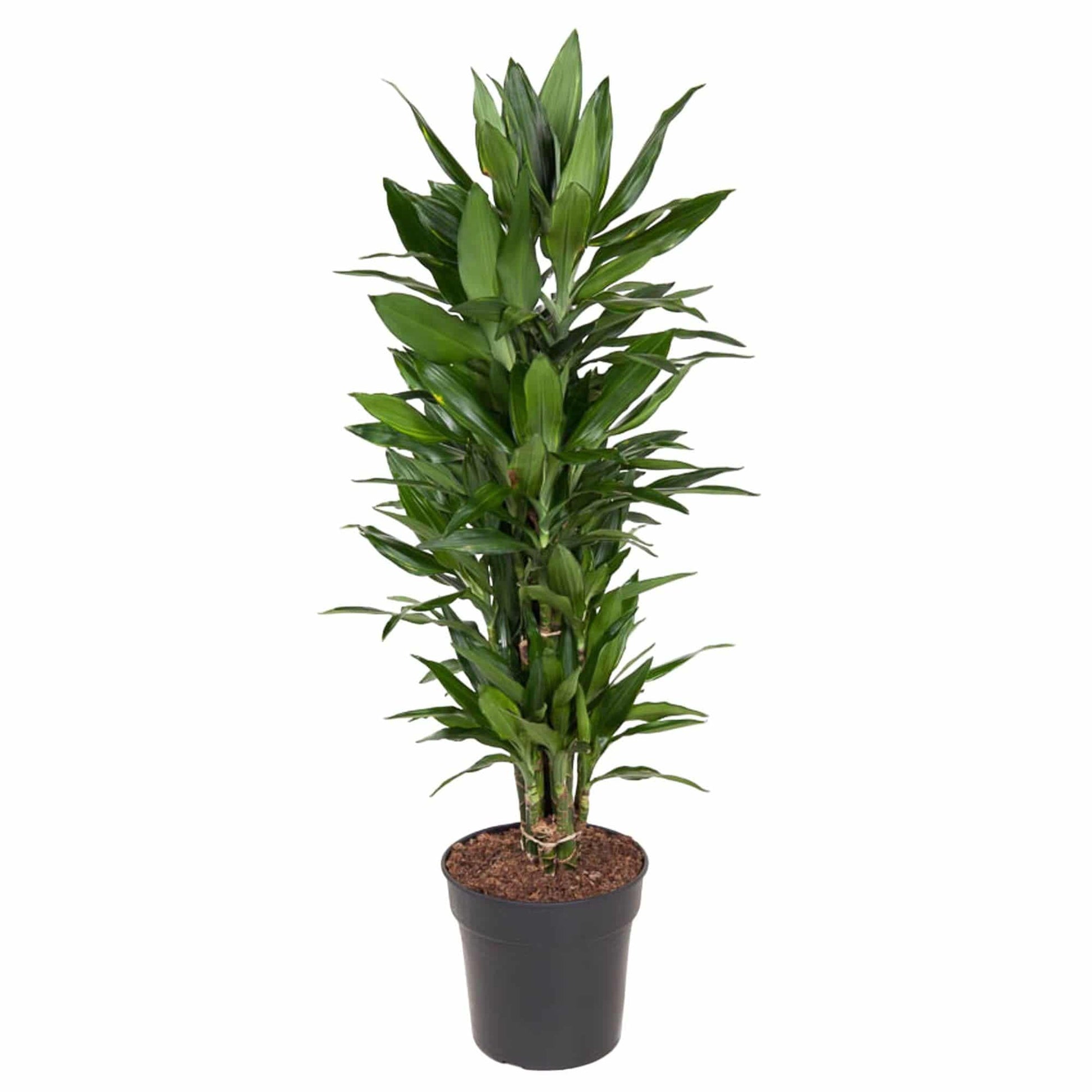 Dracaena Janet Lind verzweigt – 110 cm – Ø27 - Botanic-Vibes