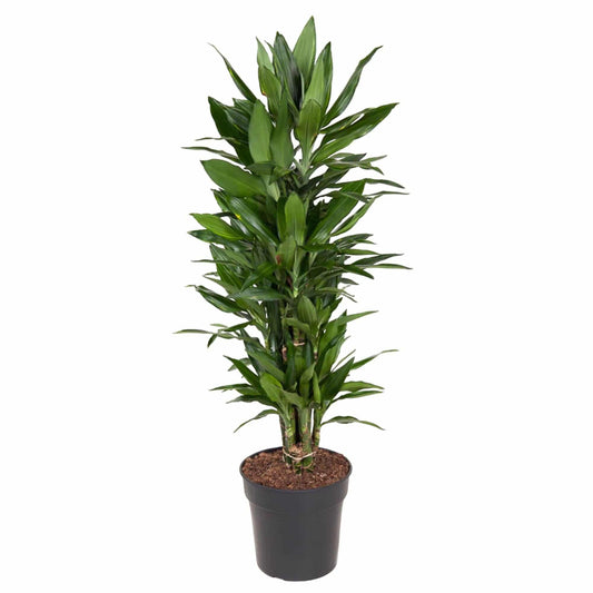 Dracaena Janet Lind verzweigt – 110 cm – Ø27 - Botanic-Vibes