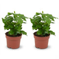 2x Coffea Arabica Kaffeepflanze, Ø12 cm, 25 cm