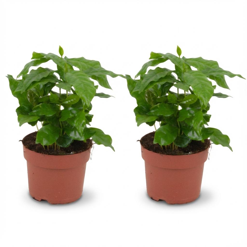 2x Coffea Arabica Kaffeepflanze, Ø12 cm, 25 cm
