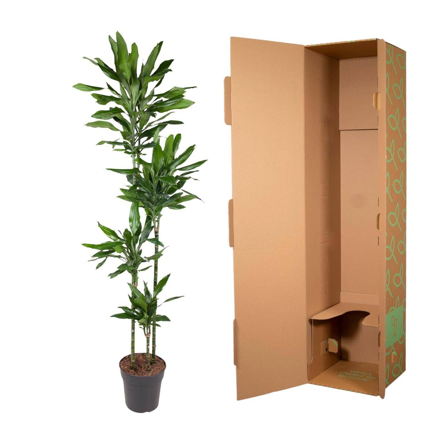 Dracaena Janet Lind – 180 cm – Ø27 - Botanic-Vibes