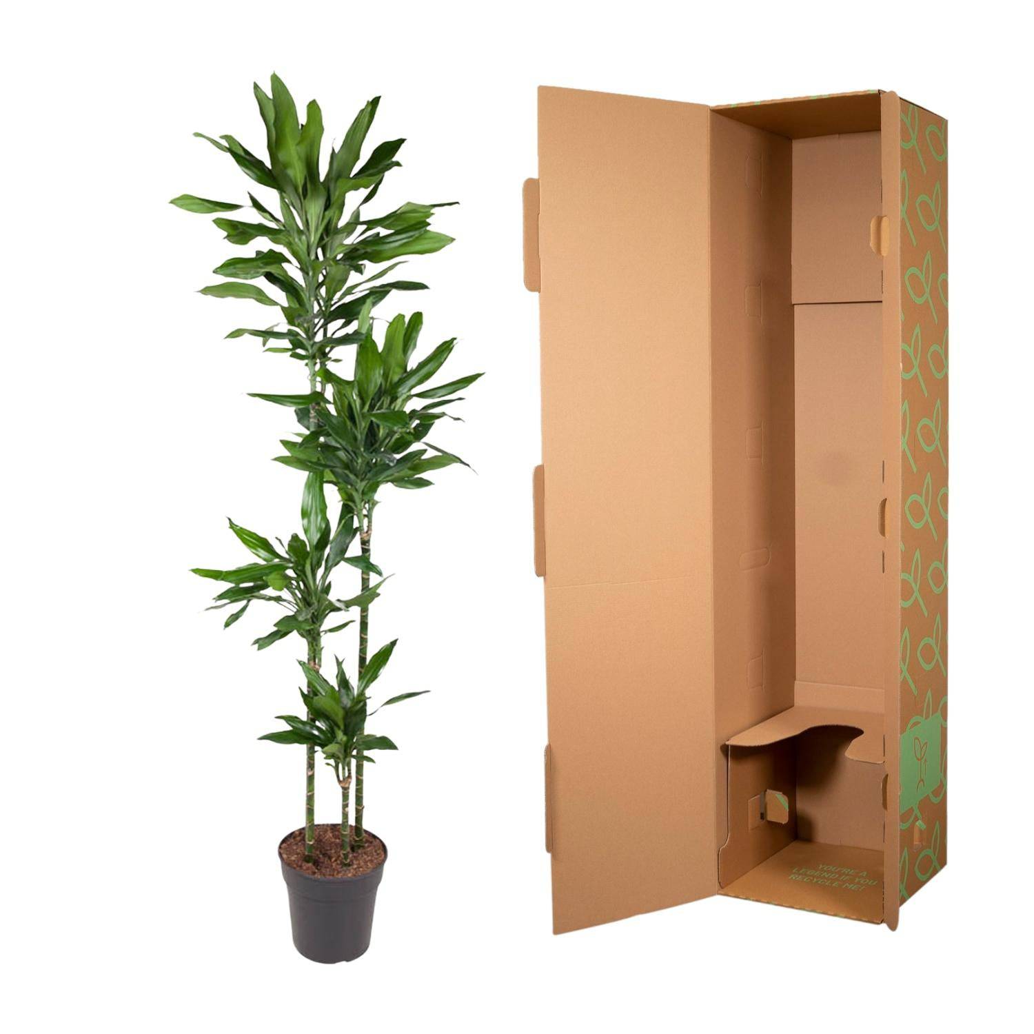 Dracaena Janet Lind – 180 cm – Ø27 - Botanic-Vibes