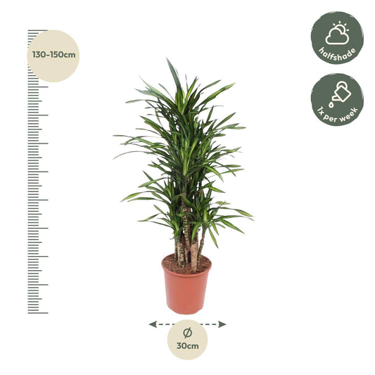 Dracaena Riki – 140 cm – Ø30 - Botanic-Vibes