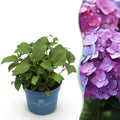 Hydrangea Endless Summer Summer Love Lila, Hortensie, Winterhart, Lila, 1 Pflanze, Topf 14 cm, 20-25 cm