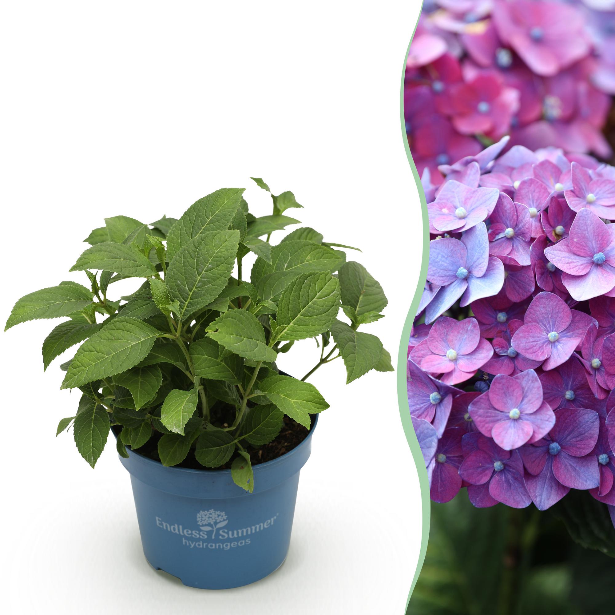 Hydrangea Endless Summer Summer Love Lila, Hortensie, Winterhart, Lila, 1 Pflanze, Topf 14 cm, 20-25 cm