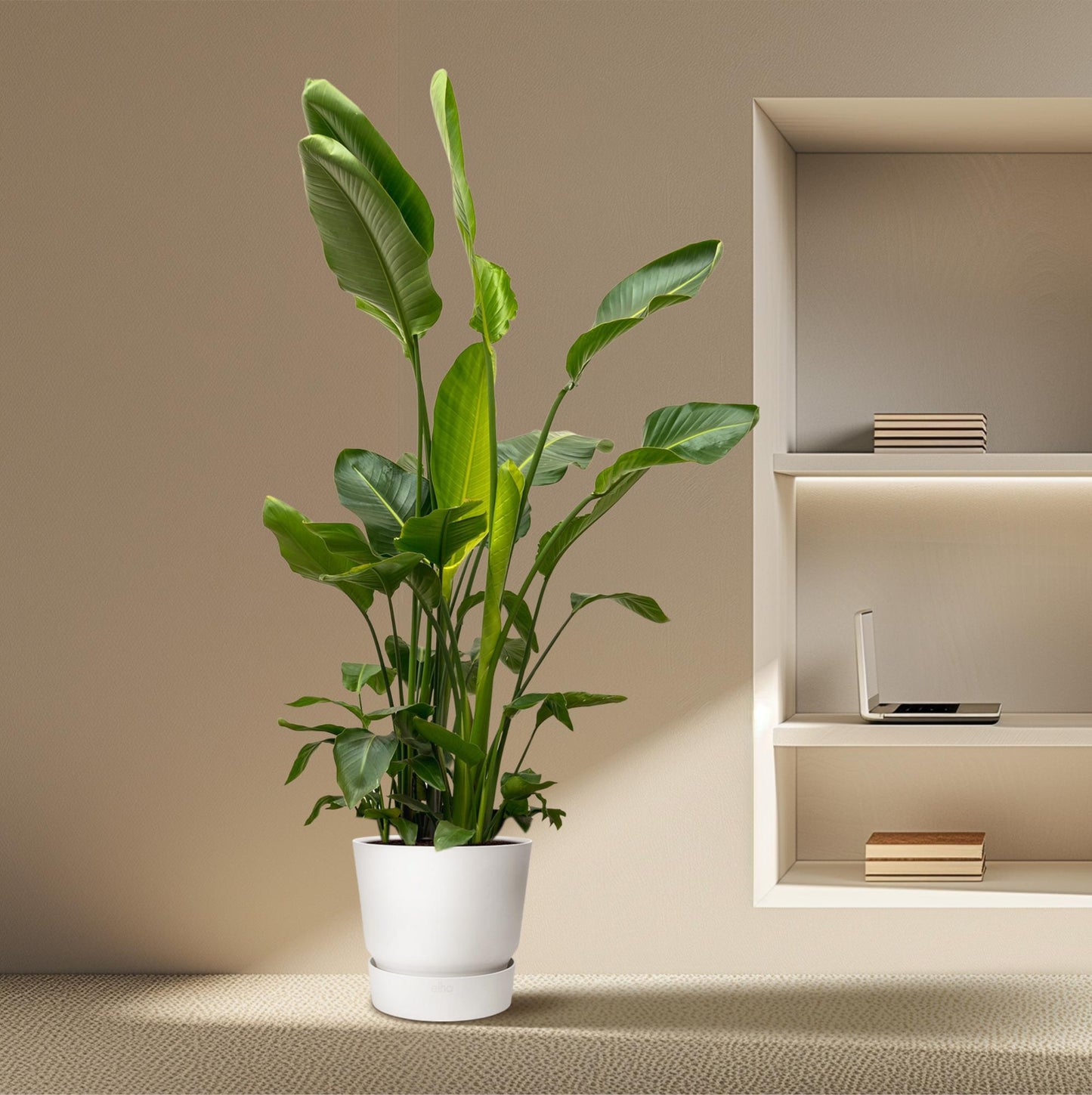 Strelitzia nicolai de luxe XXL – 250cm – Ø40