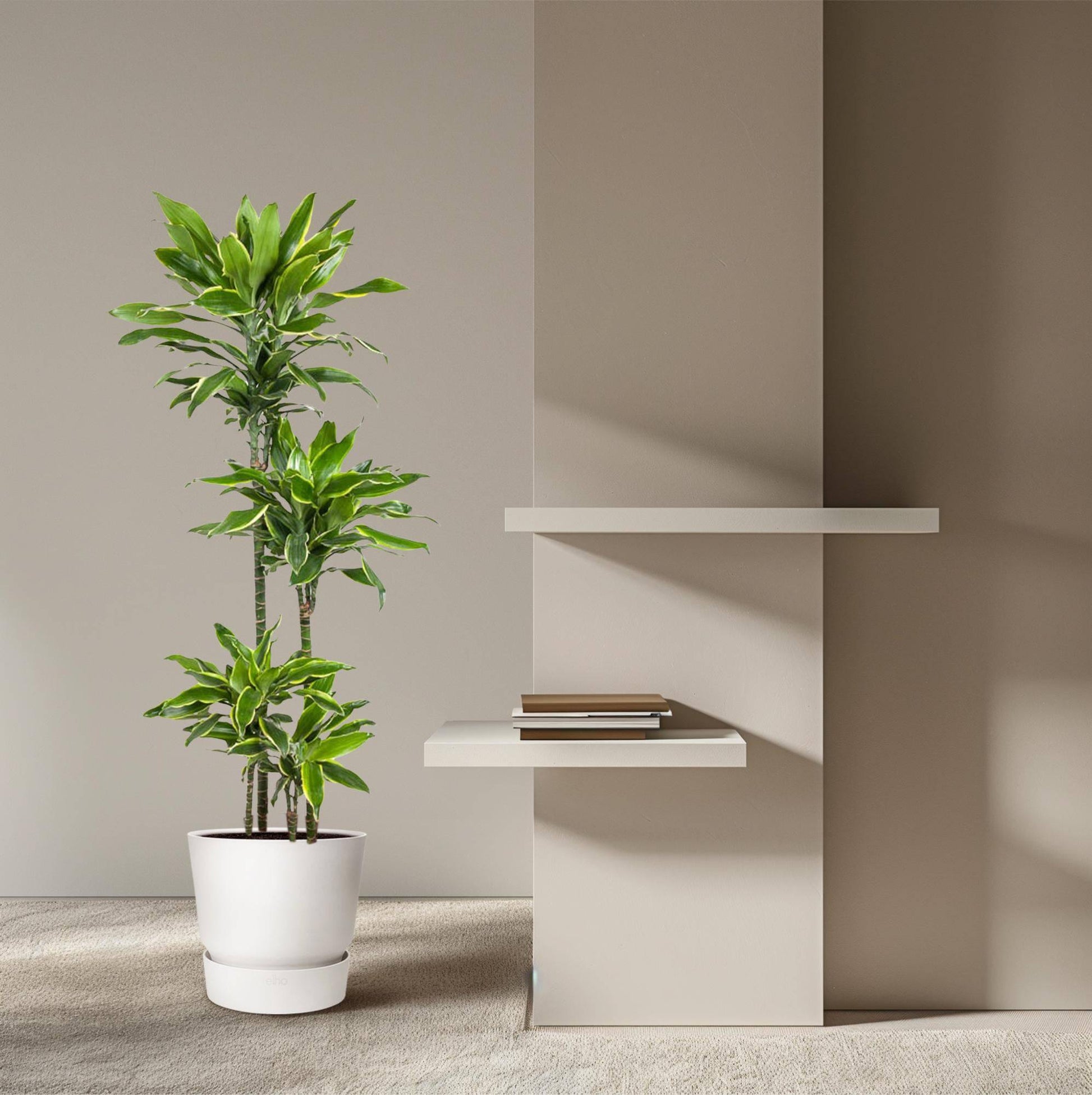 Dracaena golden coast – 140 cm – ø27 - Botanic-Vibes