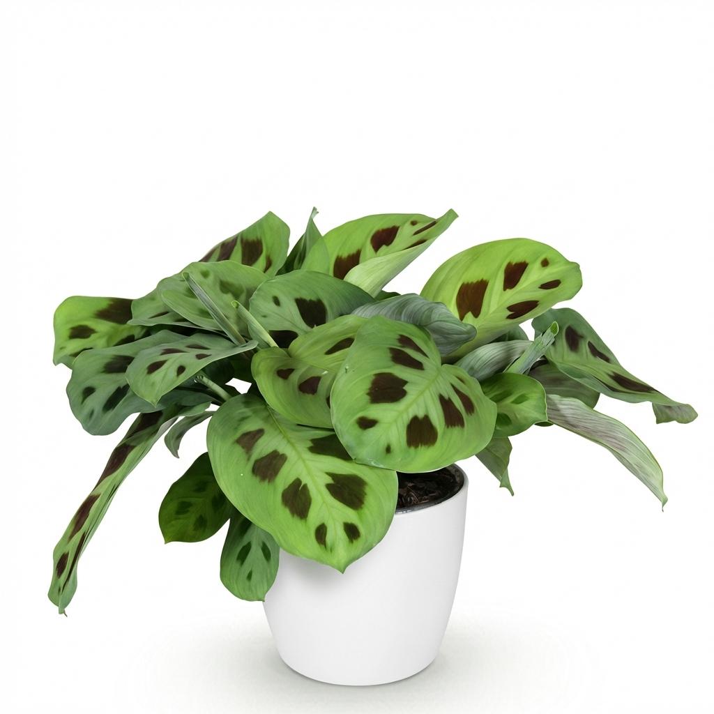 Green boutiQ, Zimmerpflanze, Maranta Fascinator Kerchoveana, Zebrapflanze, Haustierfreundliche Pflanze, Grün, Topf 12cm, Höhe 25cm
