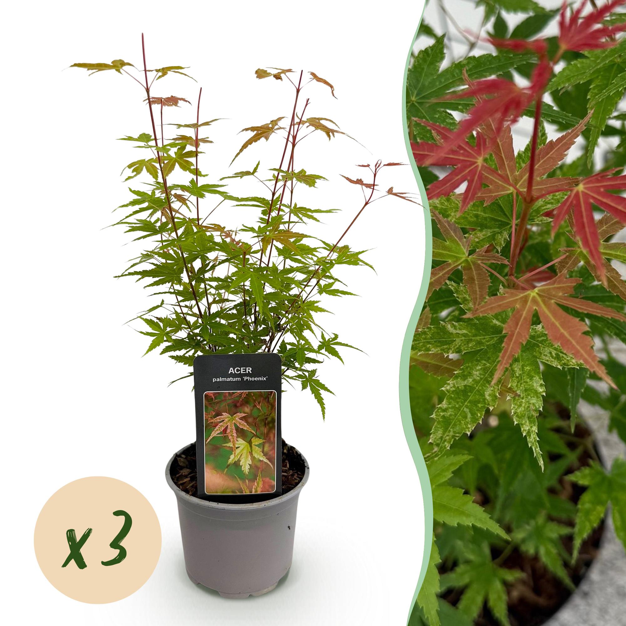 GreenboutiQ, Gartenpflanze, Acer palmatum Phoenix, Rosa, Laubabwerfend, Wenig Pflege, Topf 12cm Höhe 35cm