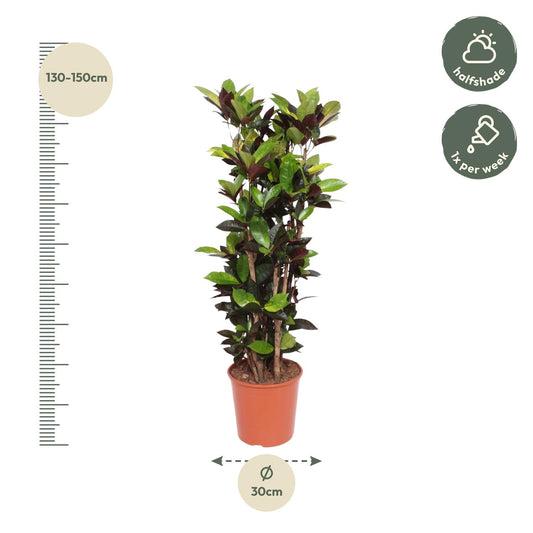 Codiaeum Iceton (Croton Iceton) – 140 cm – Ø27