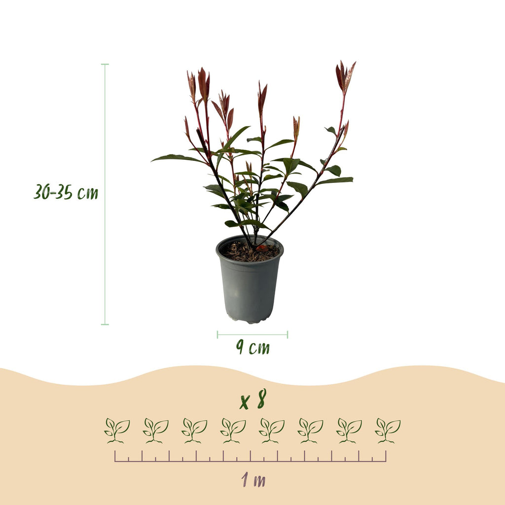Heckenpflanzen, Photinia fraseri Carre Rouge, rot grün Blatt, 8 Pflanzen, 1 laufender Meter, immergrün, Topf 9 cm 30-35 cm