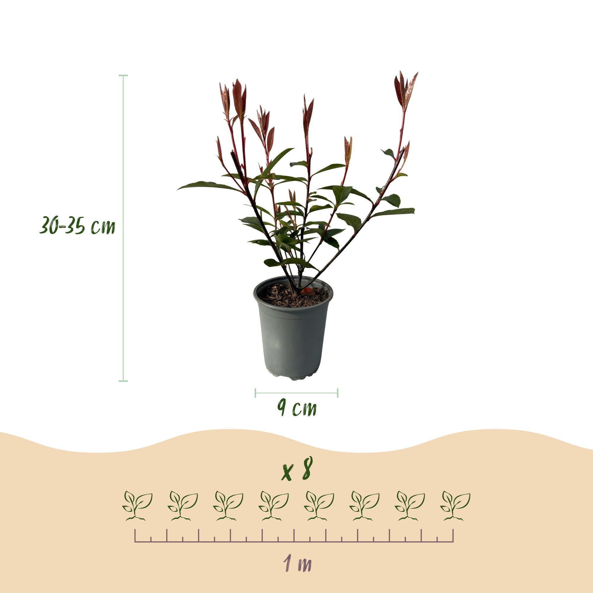 Heckenpflanzen, Photinia fraseri Carre Rouge, rot grün Blatt, 8 Pflanzen, 1 laufender Meter, immergrün, Topf 9 cm 30-35 cm
