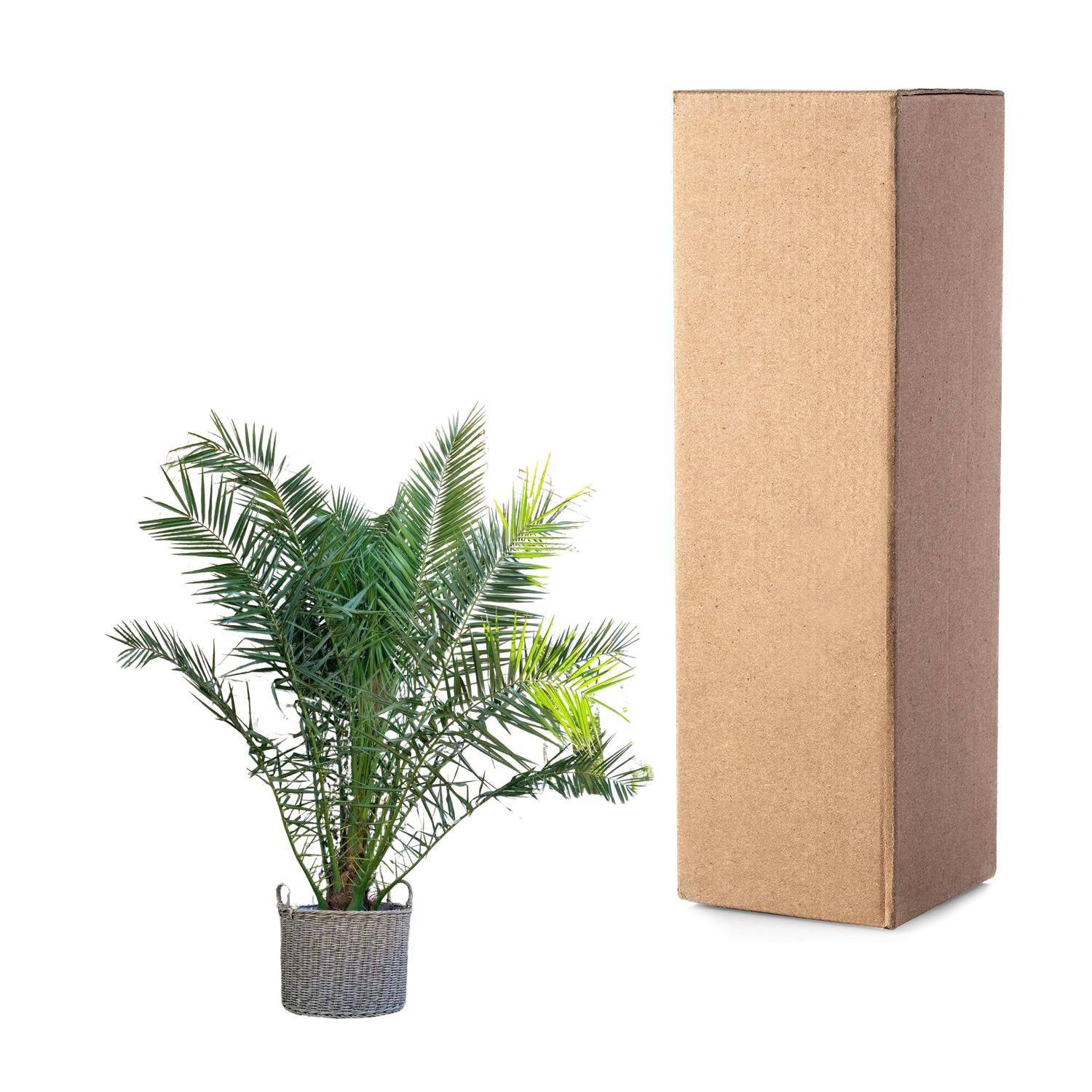 Phoenix canariensis – 300 cm – Ø50 - Botanic-Vibes