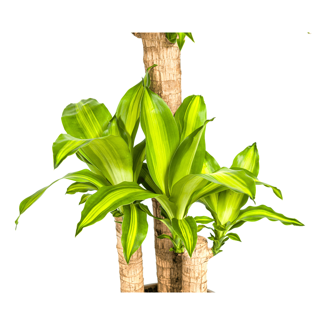 Dracaena Fragrans Massangeana Ø21cm - ↕90 - 110cm - Botanic-Vibes
