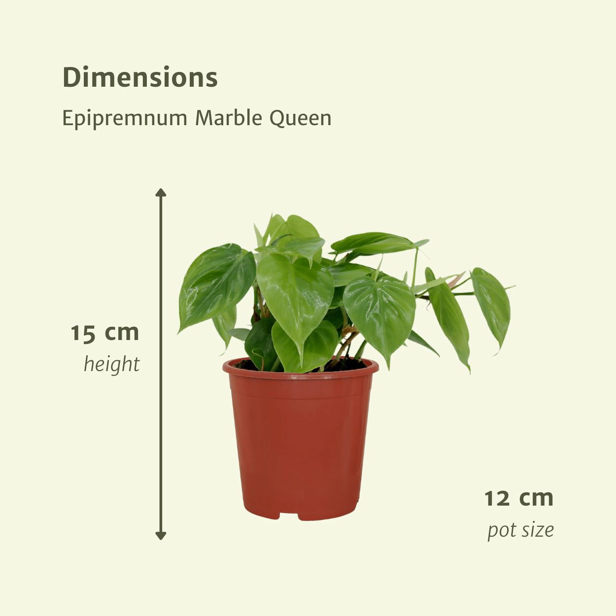 2x Philodendron Scandens, - 5 cm, Ø12 cm