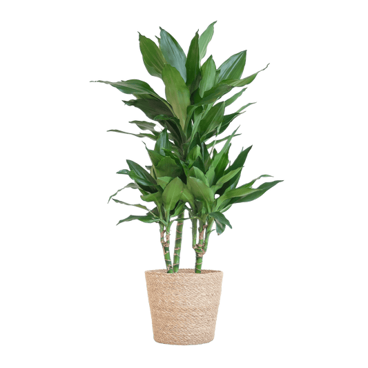 Dracaena  Janet Lindt mit Sofia-Korb natur - 95cm - Ø21 - Botanic-Vibes