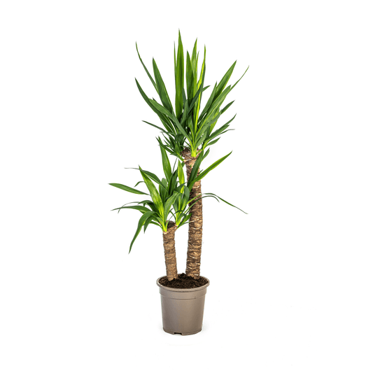 Yucca Elephantipes Ø19cm - ↕70 - 90cm - Botanic-Vibes