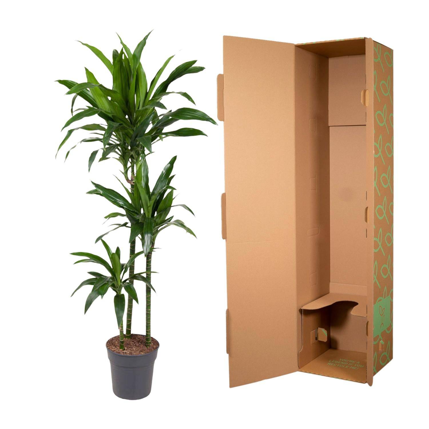 Dracaena janet craig – 150 cm – ø24 - Botanic-Vibes