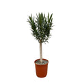 Nerium oleander auf Stamm mit rosa Blüte – 110 cm – Ø22 - Botanic-Vibes