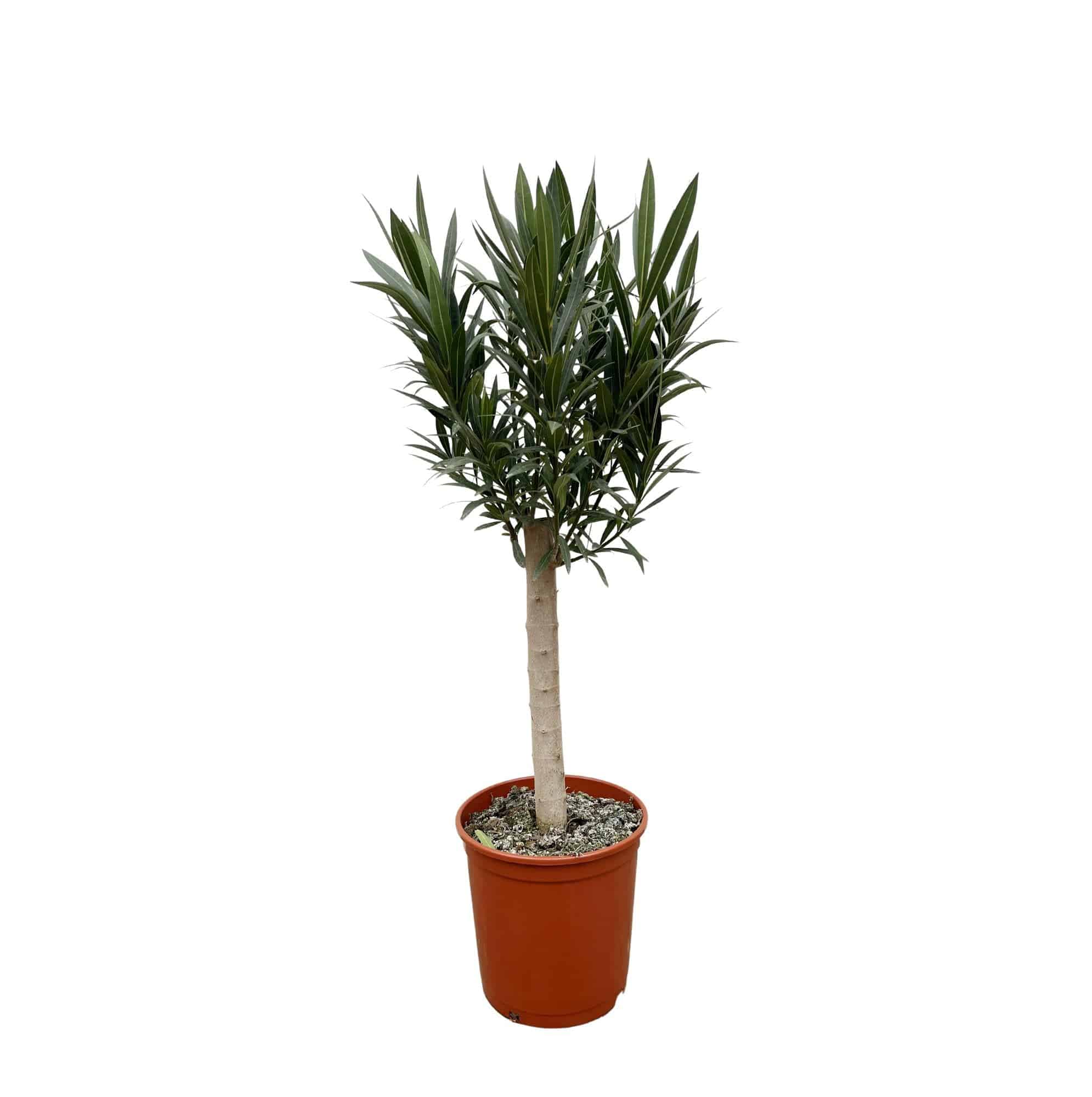 Nerium oleander auf Stamm mit rosa Blüte – 110 cm – Ø22 - Botanic-Vibes