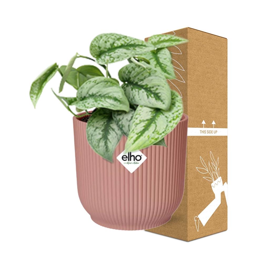 Scindapsus Pictus ‘Trebie’ im ELHO Vibes Fold, 14 cm, rosa