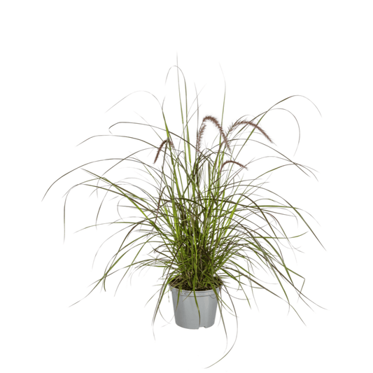 4x Pennisetum x advena Rubrum Ø13cm - ↕50 - 60cm - Botanic-Vibes