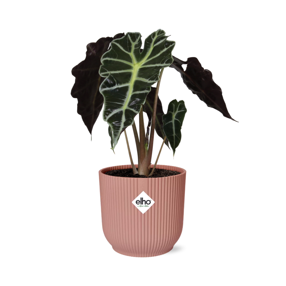 Alocasia ‘Polly’ im ELHO Vibes Fold, 14 cm, rosa