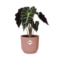 Alocasia ‘Polly’ im ELHO Vibes Fold, 14 cm, rosa