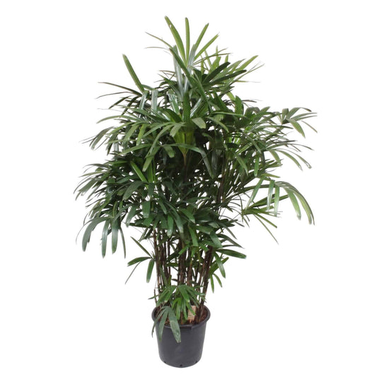 Rhapis excelsa – 190 cm – Ø40 - Botanic-Vibes