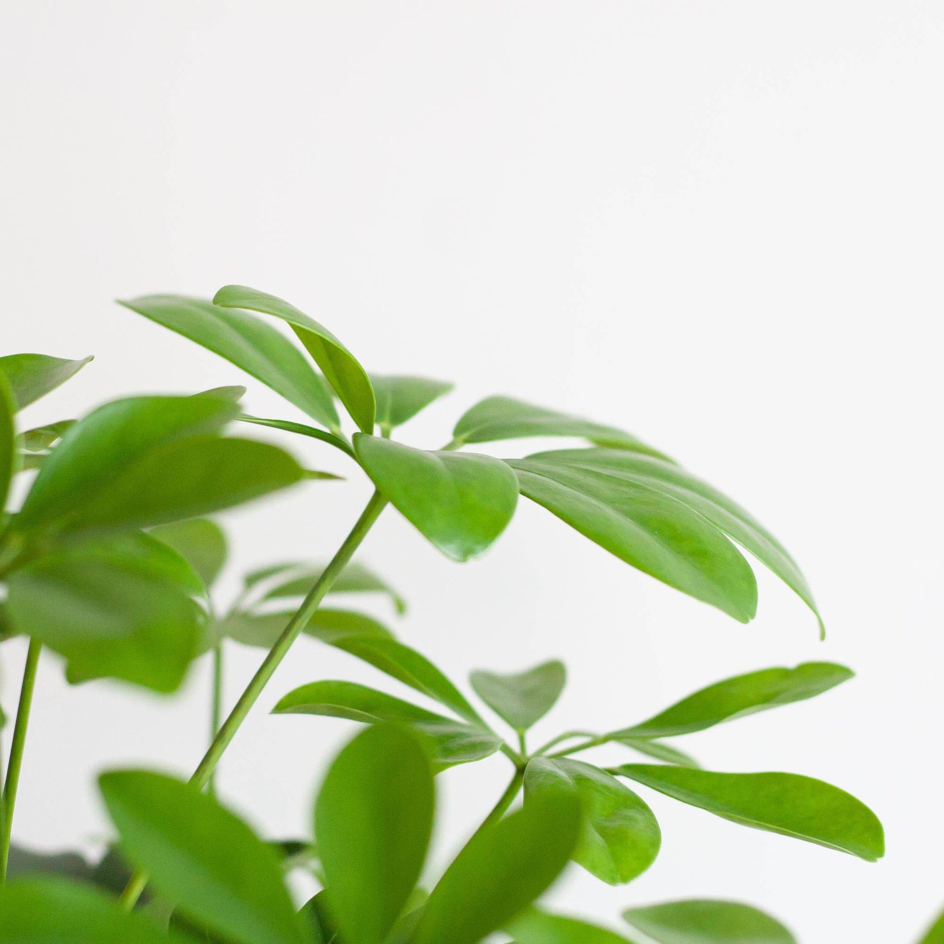 Schefflera Arab Nora mit Viber grau – 70 cm – Ø21 - Botanic-Vibes