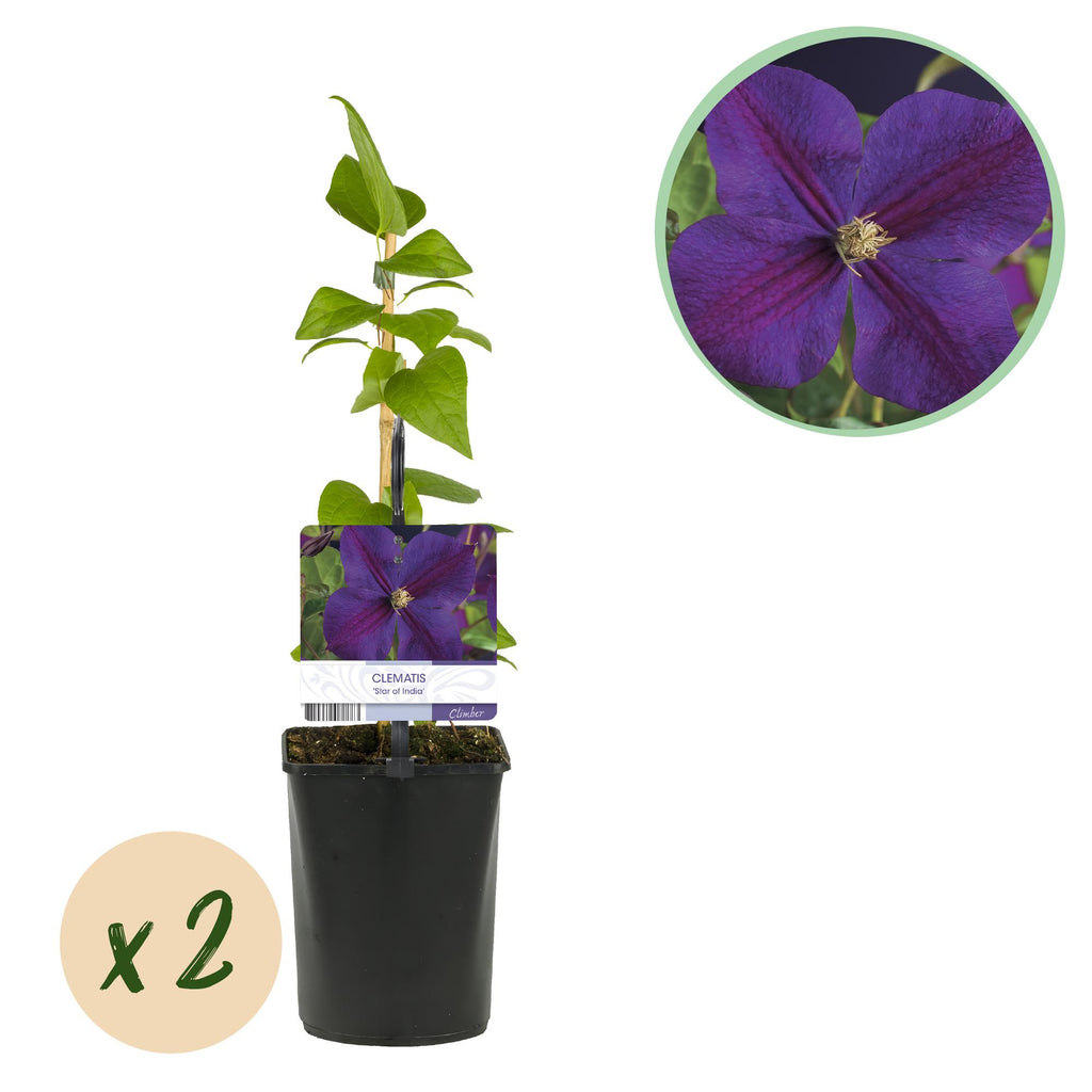 Kletterpflanze, Clematis Star of India, Blüte Rosa, Pflegeleicht, 2 Pflanzen, Topf 11 cm 40 cm