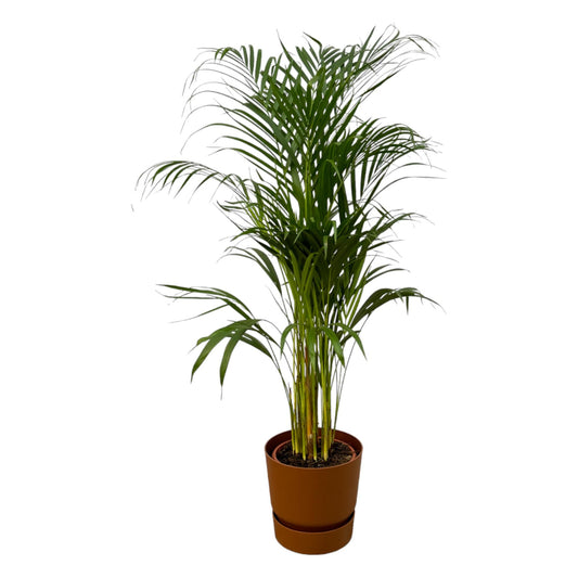 Areca-Palme – 110 cm – Ø21 inklusive elho Greenville Round Braun D24×H23