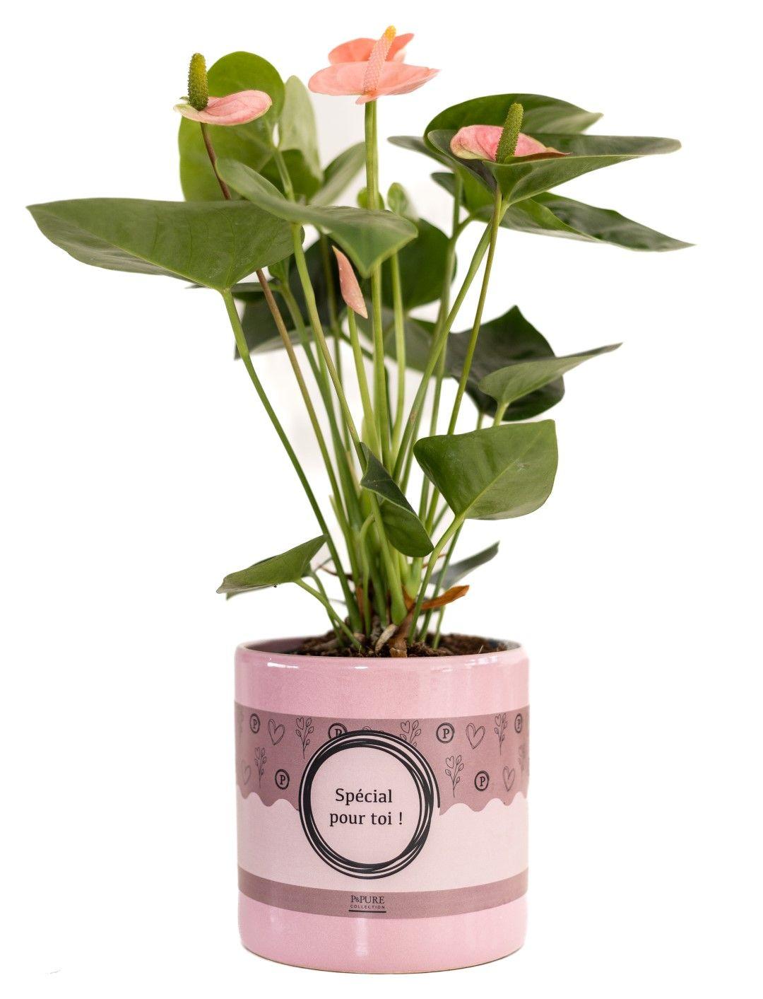 Anthurium Rosa (Spirit) In P&PURE "SPECIAL POUR TOI" Verpakking, Ø12 cm, 45 cm