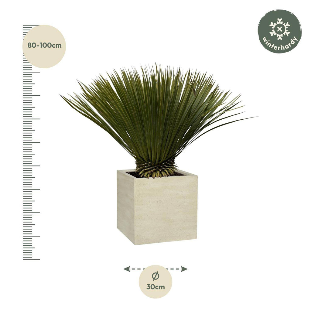 Yucca Rostrata – 75cm – Ø30 - Botanic-Vibes