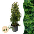 Heckenpflanzen, Thuja occidentalis Smaragd, Blatt grün, 8 Pflanzen, 1 laufender Meter, immergrün, Topf 9 cm 30 cm