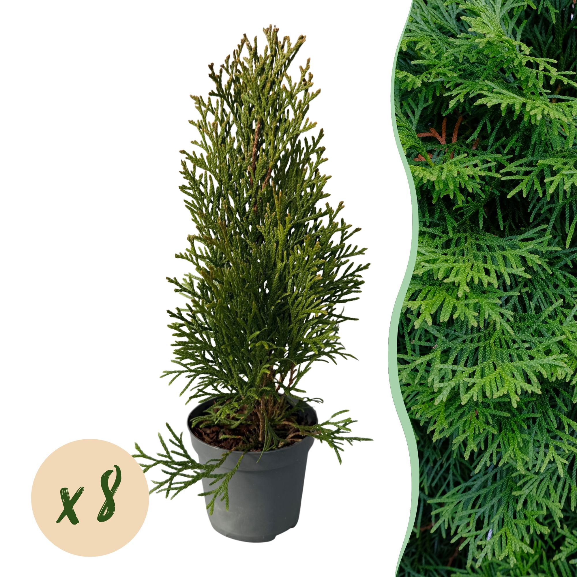 Heckenpflanzen, Thuja occidentalis Smaragd, Blatt grün, 8 Pflanzen, 1 laufender Meter, immergrün, Topf 9 cm 30 cm