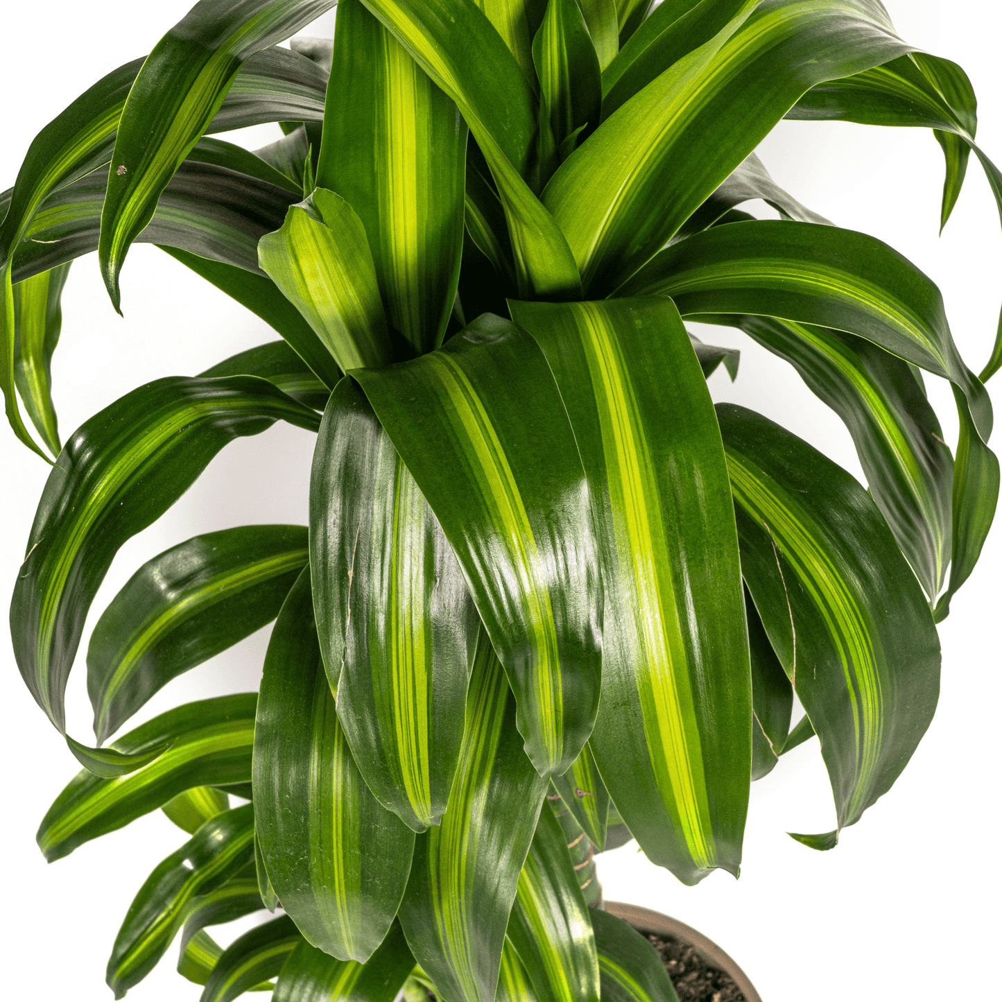 Dracaena Deremensis Hawaiian Sunshine Ø19cm - ↕70 - 90cm - Botanic-Vibes