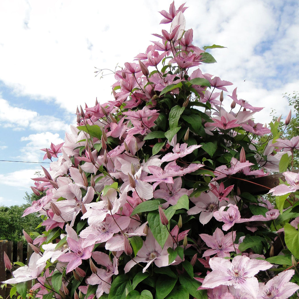 Kletterpflanze, Clematis Hagley Hybrid, Blüte Rosa, Wenig Pflege, 2 Pflanzen, Topf 11 cm 40 cm