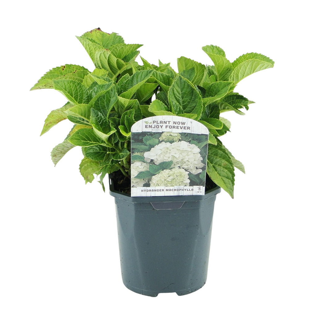 Hortensie, Hydrangea macrophylla Blau, Blüte Weiß, 1 Pflanze, Laubabwerfend, Wenig Pflege, Topf 17 cm 30 cm