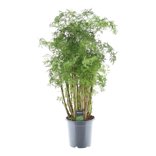 Polyscias Hawaiiana Ming – 90 cm – Ø24