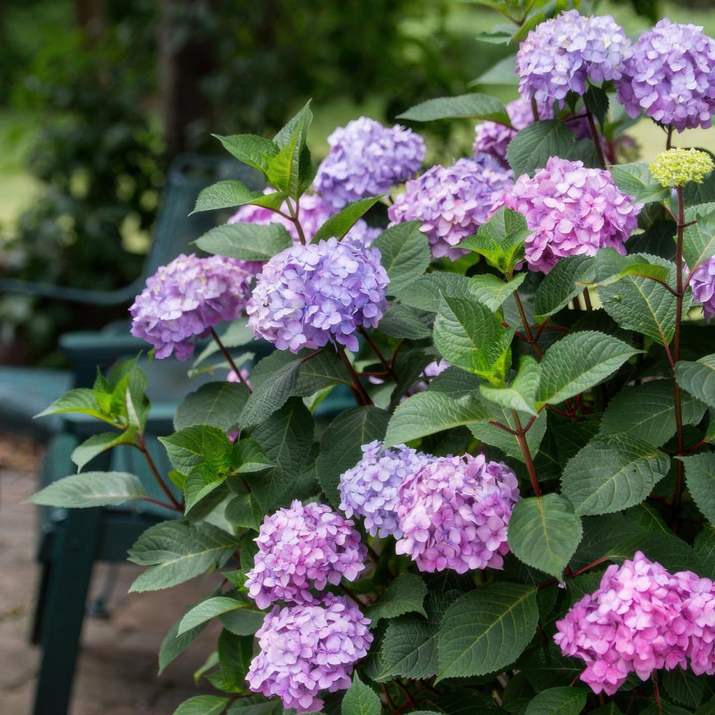 Hydrangea Endless Summer Summer Love Lila, Hortensie, Winterhart, Lila, 1 Pflanze, Topf 14 cm, 20-25 cm
