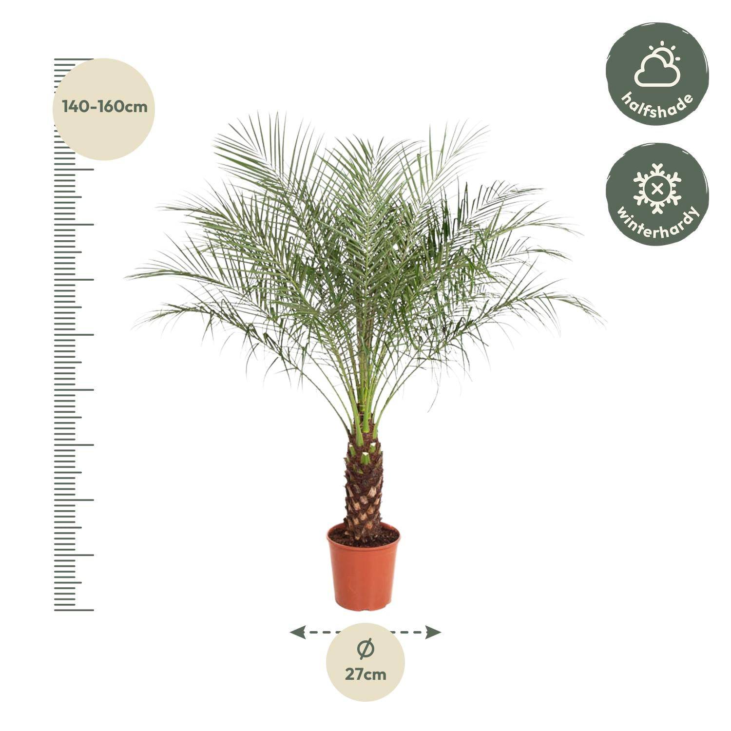 Phoenix roebelenii – 160 cm – Ø27 - Botanic-Vibes
