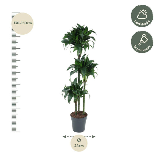 Dracaena Tatuade – 140 cm – Ø24 - Botanic-Vibes