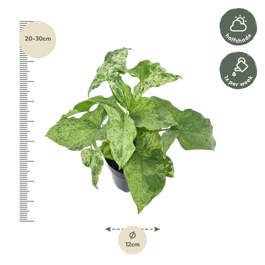 Syngonium mottled – 25 cm – Ø12