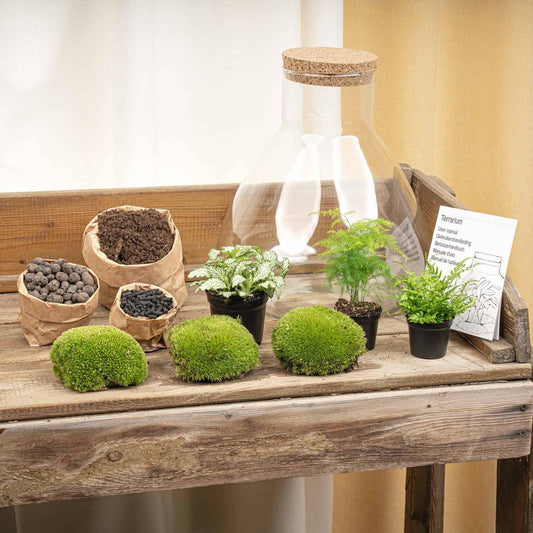 Terrarium – sam xl + led – 32 cm – diy - Botanic-Vibes
