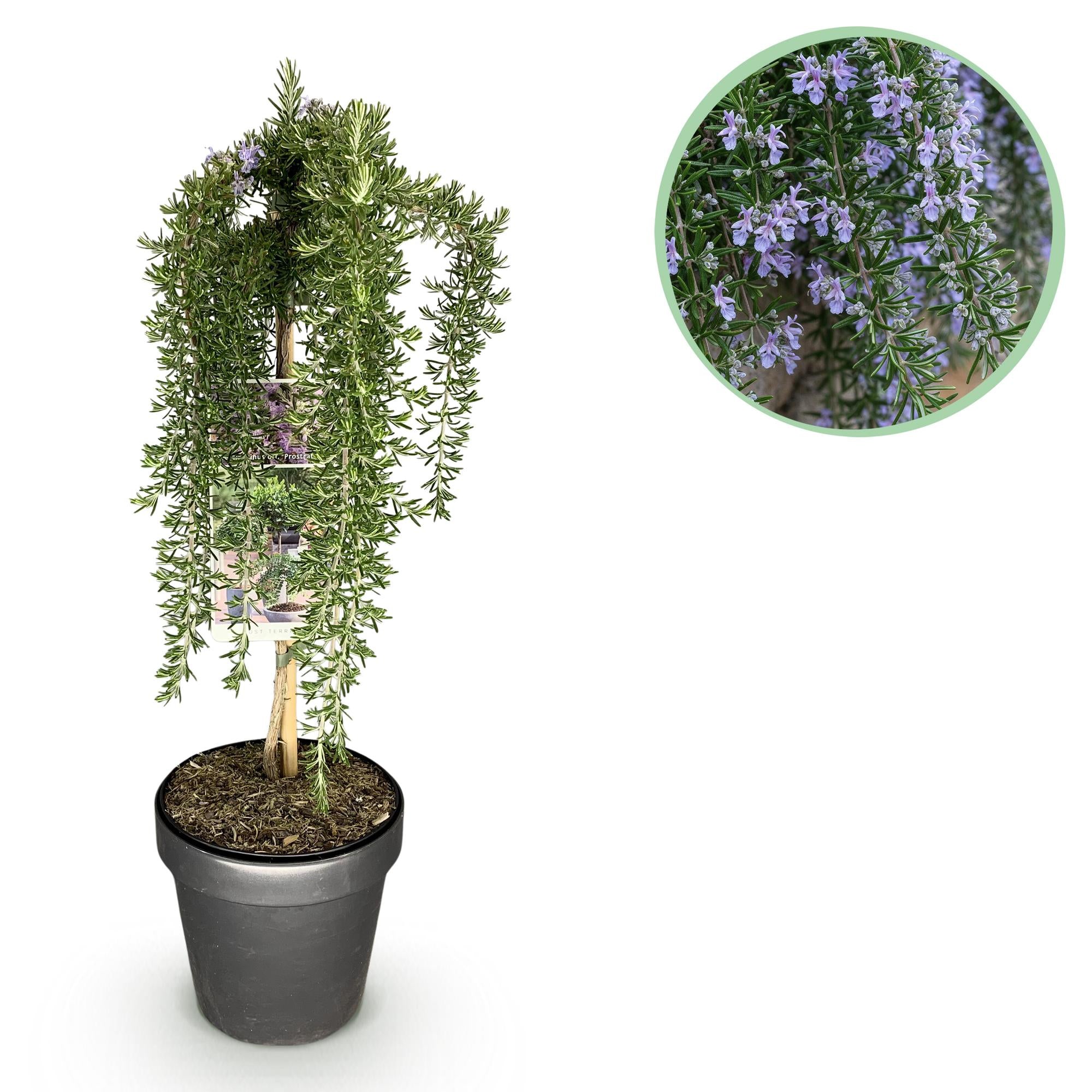 Stamm-Pflanze, Rosmarinus officinalis Prostratus, Terrassenpflanze, Immergrün, Winterhart, Lila Blüte, Topf 19 cm 90 cm