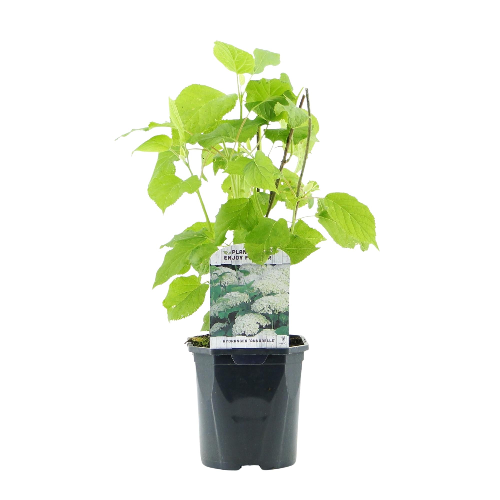 Rispenhortensie, Hydrangea arborescens Annabelle, Blüte Weiß, 3 Pflanzen, 1 m2, Laubabwerfend, Große Blüten, Topf 17 cm 50 cm