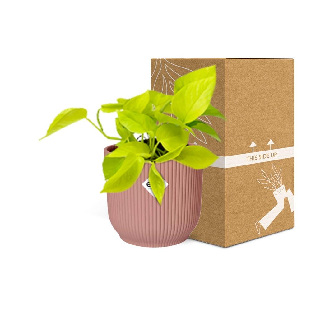 Epipremnum Pinnatum ‘Golden Pothos’ im ELHO Vibes Fold, 14 cm, rosa